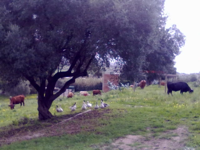  Farm animals